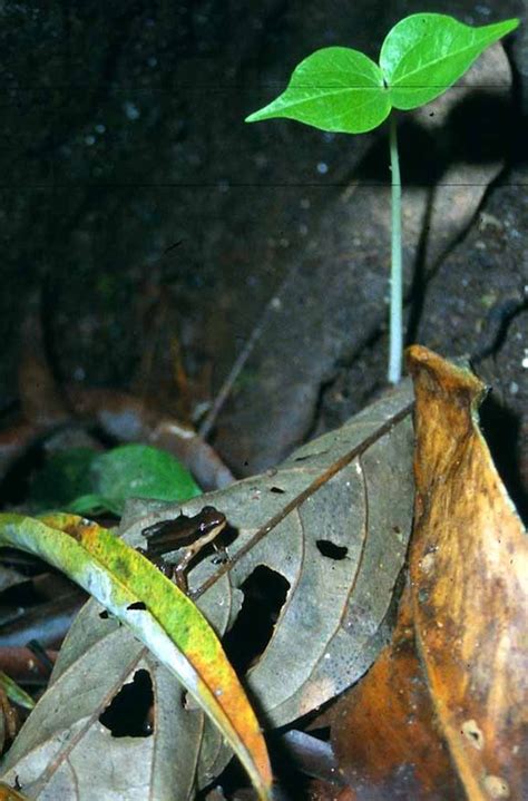 Dendrobatidae - Merritt College Herpetology