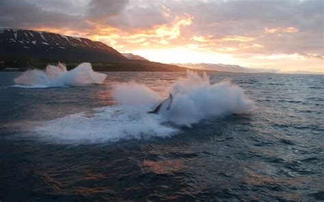 Akureyri Whale Watching Tour | ambassador.is