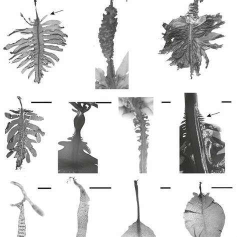 Frond structure. Longitudinal sections at the margin of a very young ...