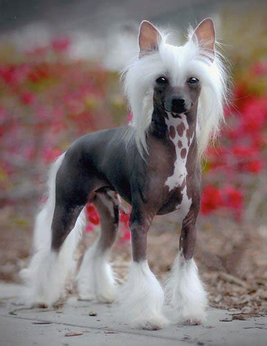 Breed of the Week: Chinese Crested - Paws Playgrounds