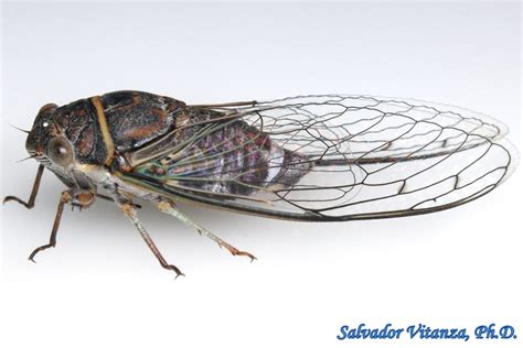 Hemiptera-Auchenorrhyncha-Cicadidae-Diceroprocta-Scrub Cicadas FEMALE (B) - Urban Programs - El ...