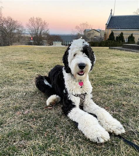 Sheepadoodle : History, Temperament, Care, Training, Feeding & Pictures