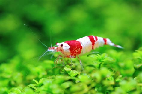 Crystal Red Shrimp Care Guide - BarkAndSqueak.com