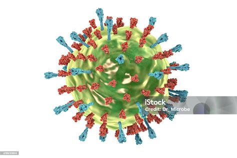 Mumps Virus Structure Stock Photo - Download Image Now - Bacterium ...