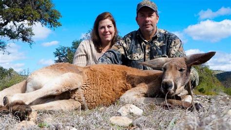 Kangaroo hunting: Americans paying to kill kangaroos outrages Australians | Daily Telegraph