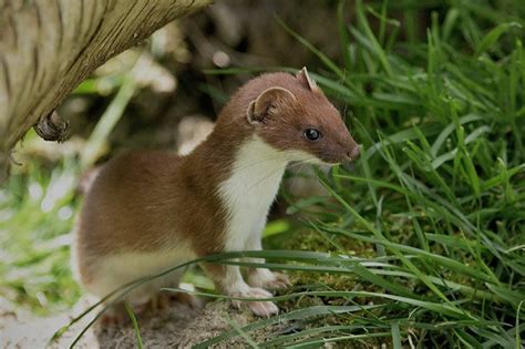 Some Irish Names for Wild Animals | Irish Archaeology