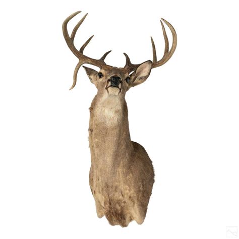 Taxidermy 41" American Mule Deer Head Trophy Mount