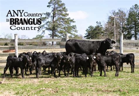 The American Cowboy Chronicles: Cattle Breed -- Brangus