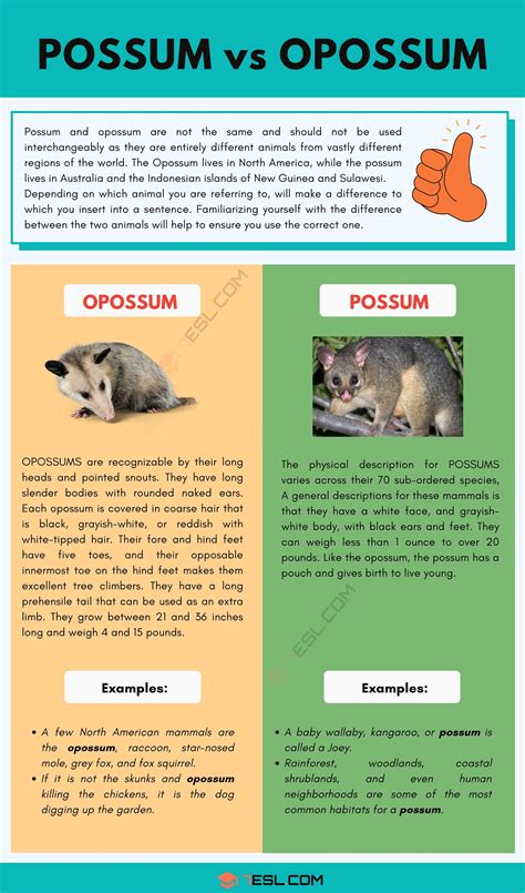 Possum vs. Opossum | The Difference Between a Possum and an Opossum • 7ESL