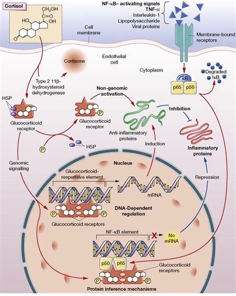 Applications of corticosteroids in oral diseases: A review - JOOO