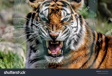 Tiger Showing Off His Huge Fangs Stock Photo 1595410054 | Shutterstock