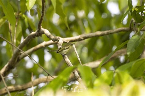 Orejerito Verdoso (Phylloscartes virescens) - EcoRegistros