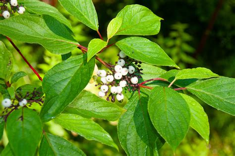 Cornus sericea ssp. sericea (Red Osier Dogwood)