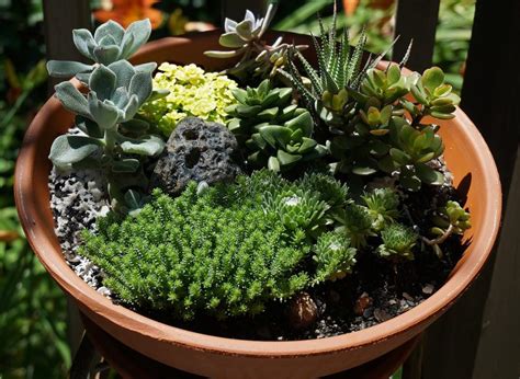 Make a Stunning Succulent Dish Garden in 5 Simple Steps - Garden and Happy