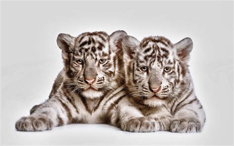 Two albino tiger cubs HD wallpaper | Wallpaper Flare