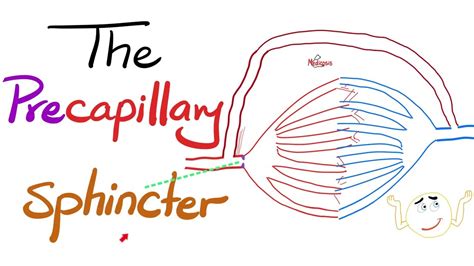 The Pre-capillary Sphincter. The Metarteriole & The Thoroughfare Channel | Histology - YouTube