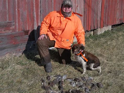 Ella - English Springer Spaniels, hunting dogs