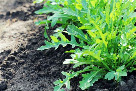 Arugula seeds 30 | Etsy