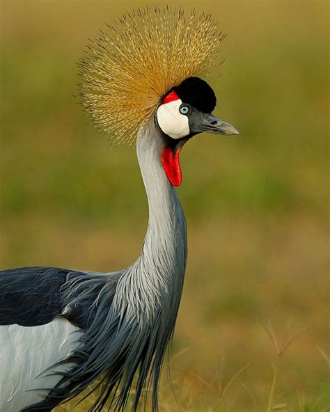 African Savanna Birds Flying - Pets Lovers