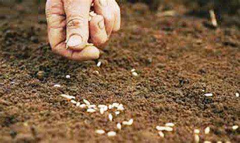 Rabi Planting Rises by 2.61 Percent: Ministry of Agriculture