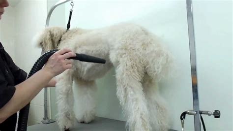 Grooming a Standard Poodle | Time Lapsed - YouTube