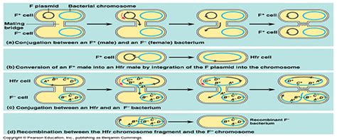 👍 Bacteria conjugation. Bacterial Conjugation: steps and mechanism of ...