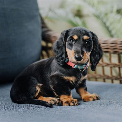 Dachshund Puppies Scottsdale Az - 1 Dachshund Puppies For Sale In ...