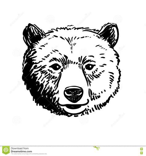 Grizzly Bear Face Drawing at PaintingValley.com | Explore collection of ...