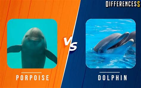 Dolphin Vs Porpoise Differences And Comparison » Differencess