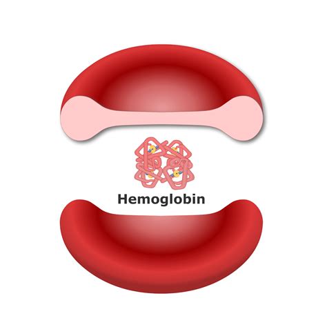 Hemoglobin Anatomy