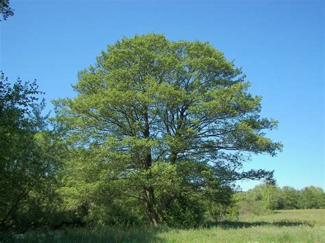 ALISO COMÚN, TODO SOBRE EL ÁRBOL DE BOSQUES RIBEREÑOS