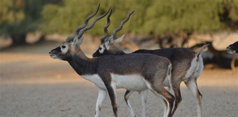 Poachers in Cholistan attack Wildlife Dept's official team during ...