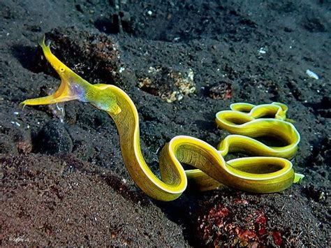 Repost @katherineluphotography ・・・ The ribbon eel is a species of moray eel. It’s color phase ...