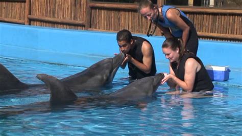 uShaka Sea World Dolphin Interaction - YouTube