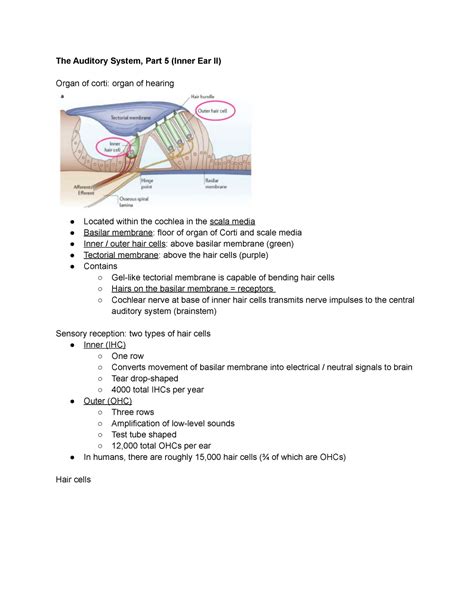 Exam 5 - A. Parker, Instructor - Notes on the auditory system, organ of ...