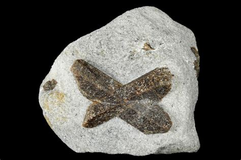 1.25" Twinned Staurolite Cross In Mica-Schist - Pestsovye Keivy, Russia ...