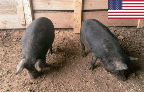 American Guinea Hog – FarmerDB