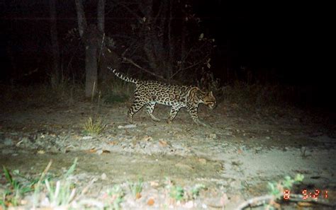 Best Camera Trap Wildlife Photography • Lazer Horse