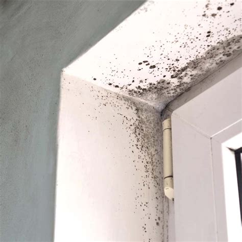 Local Expert | How to Get Rid of Mould in Your Home