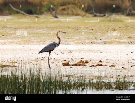 Africa birds; Goliath Heron, Ardea goliath, aka. Giant Heron, Okavango ...