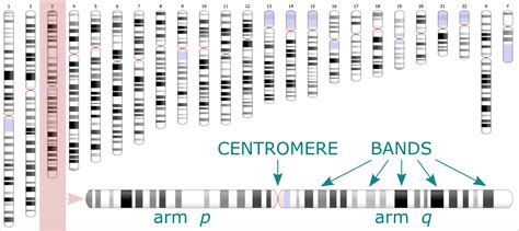 Ideogram: display chromosome bands - Bioinformatics Workbook