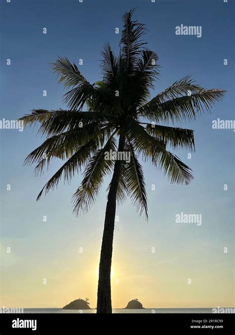 Palm tree with Bury islands in the distance at sunset, Nacpan Beach, El Nido, Palawan, Mimaropa ...