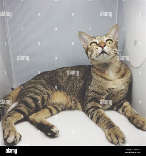 Cat Sitting In Box Stock Photo - Alamy