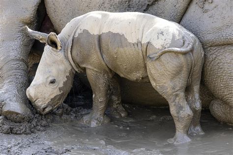 Male white rhino born at San Diego Zoo Safari Park | AP News