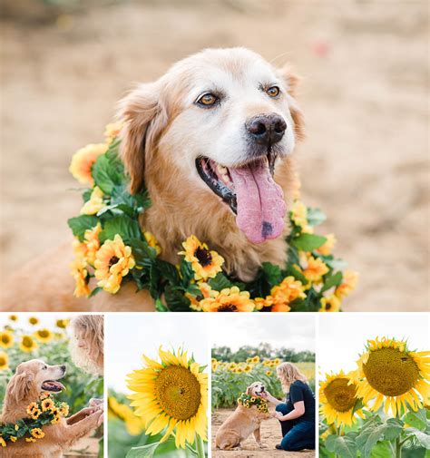 Adorable sunflower and dog photos | Ooltewah TN - Nelya