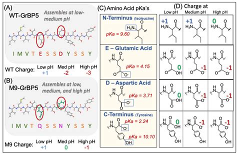 Amino Acid pKa and corresponding protonation states at low, medium, and ...