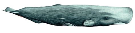 Sperm whale, Physeter macrocephalus . Illustration by Martin Camm | Download Scientific Diagram