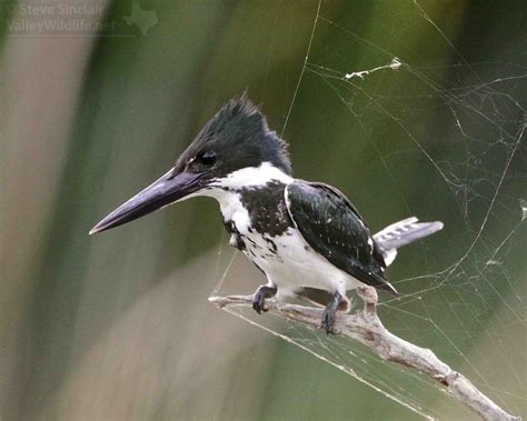 ValleyWildlife.Net | Amazon Kingfisher, an Extremely Rare Vagrant to South Texas