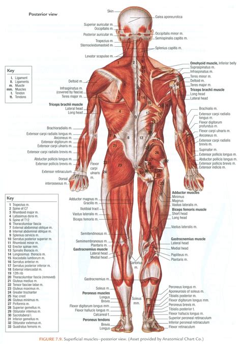 17 Best images about Physical Body on Pinterest | Endocrine system ...