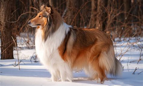 What Is The Most Loving Dog Breed